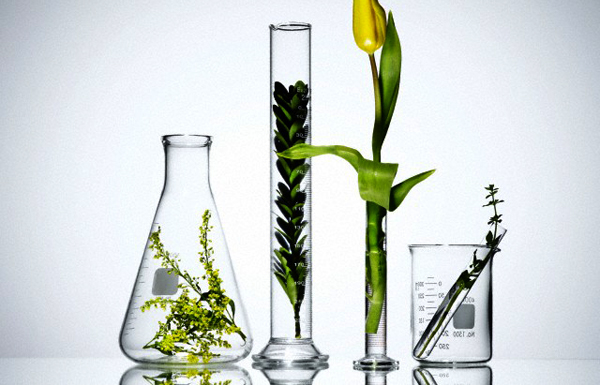 Plants in laboratory glassware
